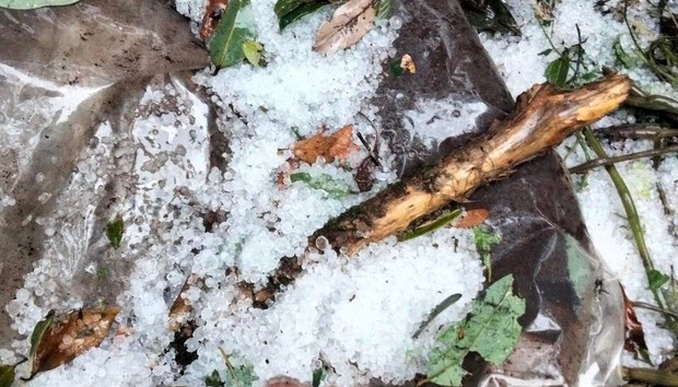 Mưa đá lớn giữa mùa hạ, tàn phá sâm Ngọc Linh ở Quảng Nam - Ảnh 2.