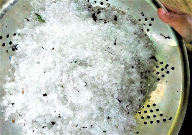 Mưa đá lớn giữa mùa hạ, tàn phá sâm Ngọc Linh ở Quảng Nam - Ảnh 5.