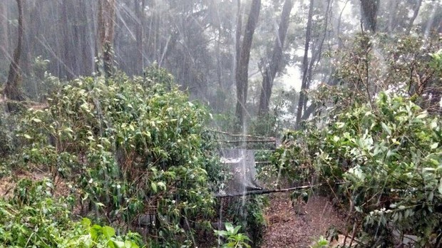 Mưa đá lớn giữa mùa hạ, tàn phá sâm Ngọc Linh ở Quảng Nam - Ảnh 1.