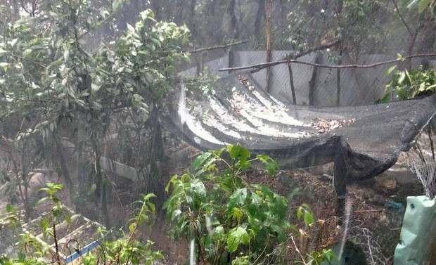 Mưa đá lớn giữa mùa hạ, tàn phá sâm Ngọc Linh ở Quảng Nam - Ảnh 3.