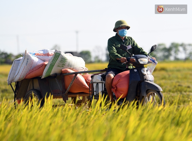 Ảnh: Tình nguyện viên đội nắng nóng thu hoạch lúa cho người dân nơi tâm dịch Thuận Thành, Bắc Ninh - Ảnh 6.