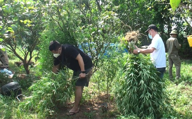 Lai lịch người đàn ông Pháp trồng cả vườn cần sa ở bãi giữa sông Hồng - Ảnh 1. Lai lịch người đàn ông Pháp trồng cả vườn cần sa ở bãi giữa sông Hồng - Ảnh 1.