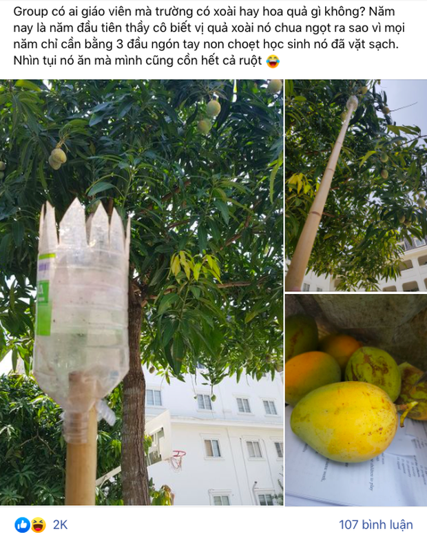 Sân trường mọc cây xoài to bự nhưng thầy giáo tiết lộ giờ mới biết vị quả chua ngọt ra sao, hoá ra là vì lý do trớ trêu này - Ảnh 1. Sân trường mọc cây xoài to bự nhưng thầy giáo tiết lộ giờ mới biết vị quả chua ngọt ra sao, hoá ra là vì lý do trớ trêu này - Ảnh 1.