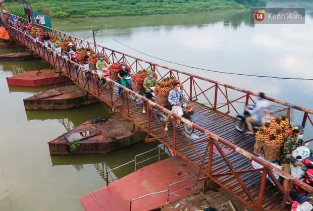 Bắc Giang: Kiếm tiền triệu từ việc đẩy xe chở vải lên dốc cầu phao trong mùa thu hoạch - Ảnh 1. Bắc Giang: Kiếm tiền triệu từ việc đẩy xe chở vải lên dốc cầu phao trong mùa thu hoạch - Ảnh 1.