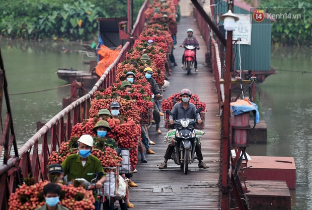 Bắc Giang: Kiếm tiền triệu từ việc đẩy xe chở vải lên dốc cầu phao trong mùa thu hoạch - Ảnh 8. Bắc Giang: Kiếm tiền triệu từ việc đẩy xe chở vải lên dốc cầu phao trong mùa thu hoạch - Ảnh 8.