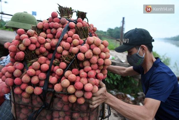 Bắc Giang: Kiếm tiền triệu từ việc đẩy xe chở vải lên dốc cầu phao trong mùa thu hoạch - Ảnh 16. Bắc Giang: Kiếm tiền triệu từ việc đẩy xe chở vải lên dốc cầu phao trong mùa thu hoạch - Ảnh 16.