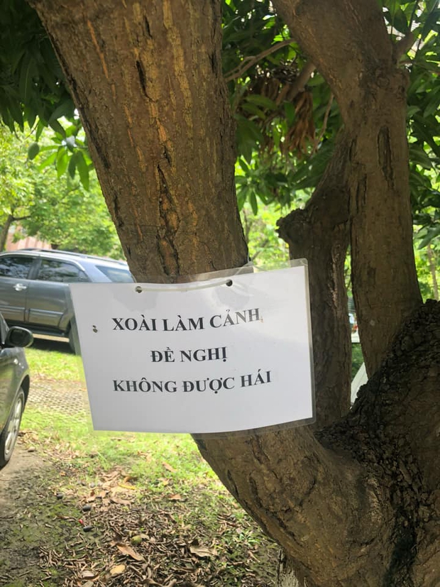 Sân trường mọc cây xoài to bự nhưng thầy giáo tiết lộ giờ mới biết vị quả chua ngọt ra sao, hoá ra là vì lý do trớ trêu này - Ảnh 5. Sân trường mọc cây xoài to bự nhưng thầy giáo tiết lộ giờ mới biết vị quả chua ngọt ra sao, hoá ra là vì lý do trớ trêu này - Ảnh 5.
