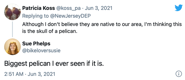 Hộp sọ bí ẩn dạt vào bờ biển khiến dân tình xôn xao tưởng là chim khổng lồ, để rồi ngã ngửa khi biết sự thật - Ảnh 3.