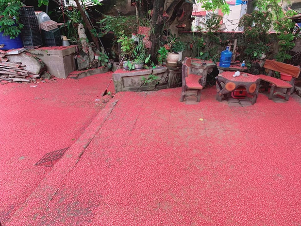 Cây lộc vừng sau một đêm ra hoa phủ kín sân đỏ rực: Dân tình trầm trồ trước cảnh tượng ảo diệu, gia chủ lại buồn muốn khóc vì một lý do - Ảnh 1. Cây lộc vừng sau một đêm ra hoa phủ kín sân đỏ rực: Dân tình trầm trồ trước cảnh tượng ảo diệu, gia chủ lại buồn muốn khóc vì một lý do - Ảnh 1.