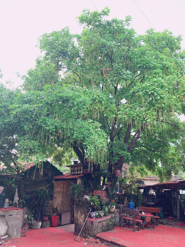 Cây lộc vừng sau một đêm ra hoa phủ kín sân đỏ rực: Dân tình trầm trồ trước cảnh tượng ảo diệu, gia chủ lại buồn muốn khóc vì một lý do - Ảnh 2. Cây lộc vừng sau một đêm ra hoa phủ kín sân đỏ rực: Dân tình trầm trồ trước cảnh tượng ảo diệu, gia chủ lại buồn muốn khóc vì một lý do - Ảnh 2.
