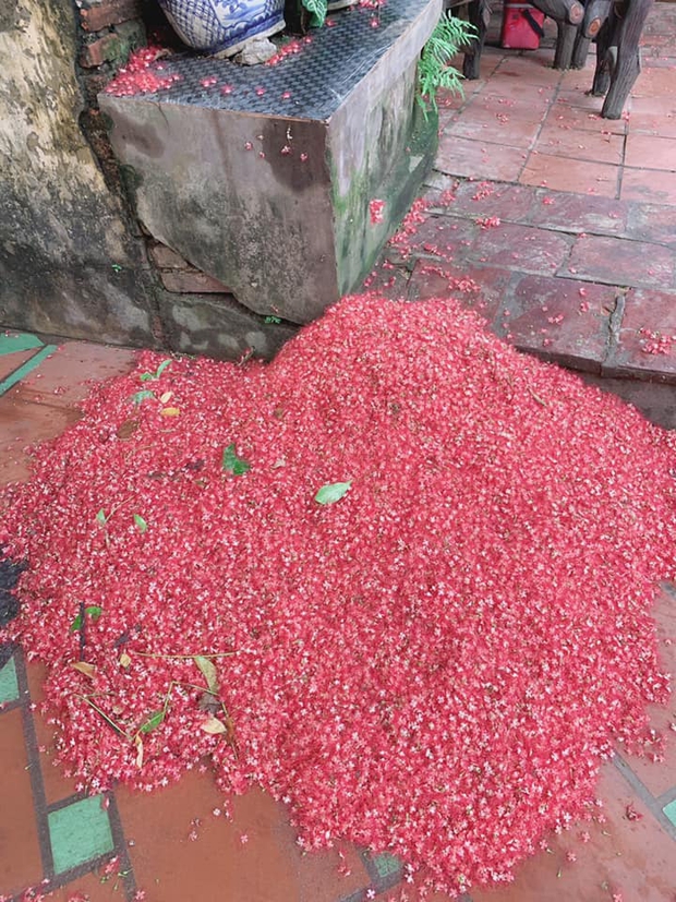 Cây lộc vừng sau một đêm ra hoa phủ kín sân đỏ rực: Dân tình trầm trồ trước cảnh tượng ảo diệu, gia chủ lại buồn muốn khóc vì một lý do - Ảnh 3. Cây lộc vừng sau một đêm ra hoa phủ kín sân đỏ rực: Dân tình trầm trồ trước cảnh tượng ảo diệu, gia chủ lại buồn muốn khóc vì một lý do - Ảnh 3.
