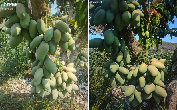 Cô gái khoe cây xoài sai lúc lỉu, nhìn cực đã nhưng ai cũng lo lắng cho điều này - Ảnh 2. Cô gái khoe cây xoài sai lúc lỉu, nhìn cực đã nhưng ai cũng lo lắng cho điều này - Ảnh 2.