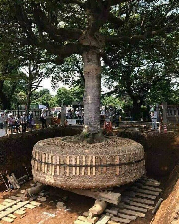 Khi được quay lại Nhật Bản, tôi sẽ sớm tìm bằng được những chỗ này để kiểm chứng: Đất nước gì kỳ lạ quá trời! - Ảnh 3. Khi được quay lại Nhật Bản, tôi sẽ sớm tìm bằng được những chỗ này để kiểm chứng: Đất nước gì kỳ lạ quá trời! - Ảnh 3.