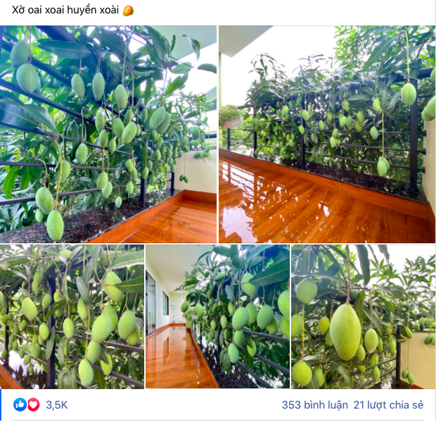 Những cây xoài ra hoa kết trái khó đỡ nhất Việt Nam, nhiều phen gia chủ khóc ròng vì tình thế tiến thoái lưỡng nan - Ảnh 6.