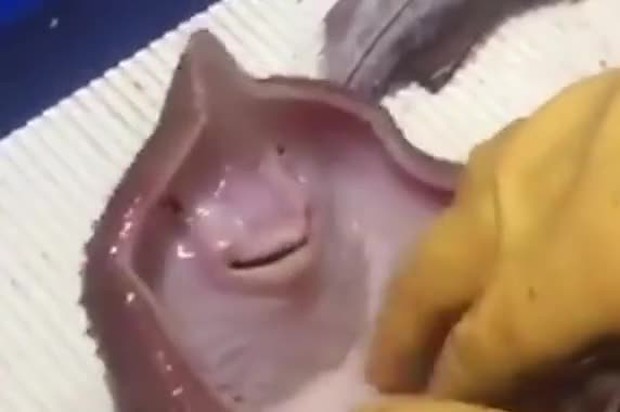 Clip: Bắt được chú cá đuối, ngư dân cù không ngừng để nó cười khiến con vật chết vì ngạt thở - Ảnh 2. Clip: Bắt được chú cá đuối, ngư dân cù không ngừng để nó cười khiến con vật chết vì ngạt thở - Ảnh 2.
