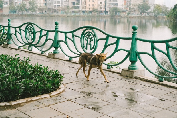 Hành trình của một chú chó hoang từng bị đánh, bắt đến bến đỗ trong ngôi nhà hạnh phúc cho chó mèo ở Hà Nội - Ảnh 1. Hành trình của một chú chó hoang từng bị đánh, bắt đến bến đỗ trong ngôi nhà hạnh phúc cho chó mèo ở Hà Nội - Ảnh 1.