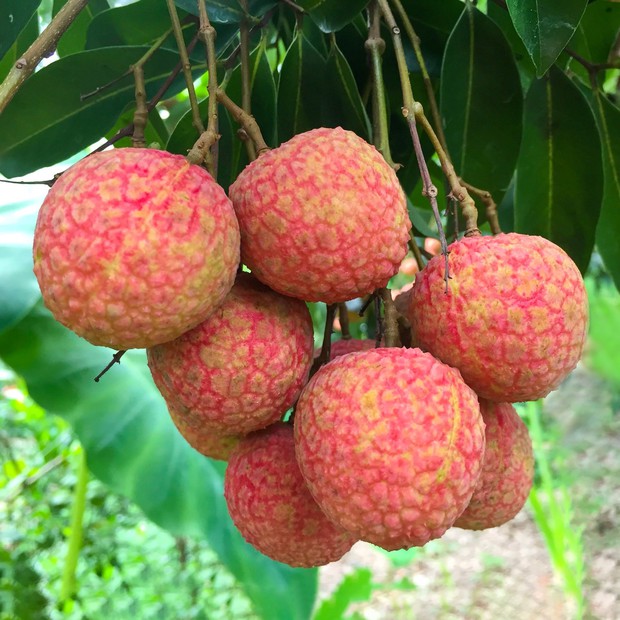Chàng trai khoe cảnh đường làng mọc đầy vải thiều khiến dân mạng thích mê: Trồng ở chỗ mình chắc chỉ còn mỗi cái cuống! - Ảnh 4. Chàng trai khoe cảnh đường làng mọc đầy vải thiều khiến dân mạng thích mê: Trồng ở chỗ mình chắc chỉ còn mỗi cái cuống! - Ảnh 4.