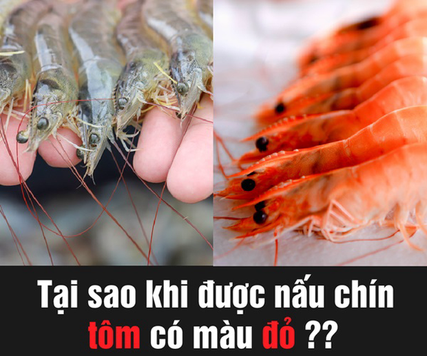 Đăng ảnh hỏi tôm luộc màu trắng ăn có bị gì không, chàng trai nhận được 7749 câu trả lời nghe muốn sang chấn tâm lý từ dân mạng - Ảnh 7. Đăng ảnh hỏi tôm luộc màu trắng ăn có bị gì không, chàng trai nhận được 7749 câu trả lời nghe muốn sang chấn tâm lý từ dân mạng - Ảnh 7.