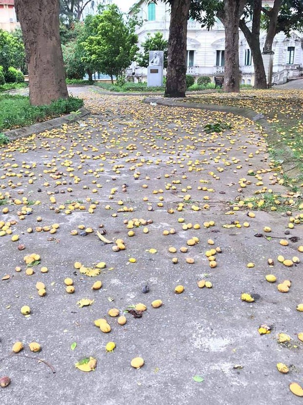 Cây xoài bí ẩn nhất Việt Nam: Quả chín rụng đầy gốc mà chẳng ai thèm nhặt, hoá ra mọc trong sân ngôi trường nổi tiếng này - Ảnh 2. Cây xoài bí ẩn nhất Việt Nam: Quả chín rụng đầy gốc mà chẳng ai thèm nhặt, hoá ra mọc trong sân ngôi trường nổi tiếng này - Ảnh 2.