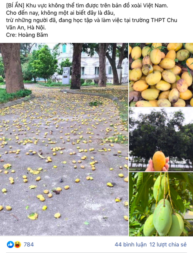 Cây xoài bí ẩn nhất Việt Nam: Quả chín rụng đầy gốc mà chẳng ai thèm nhặt, hoá ra mọc trong sân ngôi trường nổi tiếng này - Ảnh 1. Cây xoài bí ẩn nhất Việt Nam: Quả chín rụng đầy gốc mà chẳng ai thèm nhặt, hoá ra mọc trong sân ngôi trường nổi tiếng này - Ảnh 1.