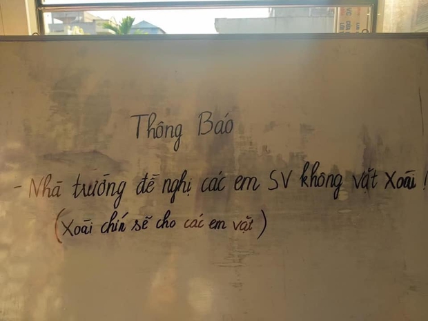 Cây xoài bí ẩn nhất Việt Nam: Quả chín rụng đầy gốc mà chẳng ai thèm nhặt, hoá ra mọc trong sân ngôi trường nổi tiếng này - Ảnh 5. Cây xoài bí ẩn nhất Việt Nam: Quả chín rụng đầy gốc mà chẳng ai thèm nhặt, hoá ra mọc trong sân ngôi trường nổi tiếng này - Ảnh 5.