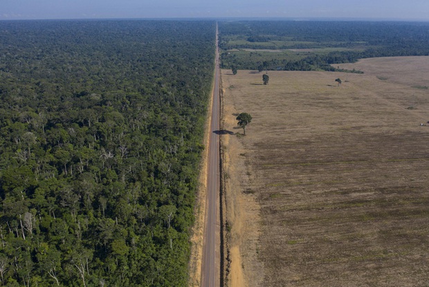 Kỷ lục 1.180km² rừng Amazon tại Brazil bị phá hủy trong tháng 5 - Ảnh 1. Kỷ lục 1.180km² rừng Amazon tại Brazil bị phá hủy trong tháng 5 - Ảnh 1.