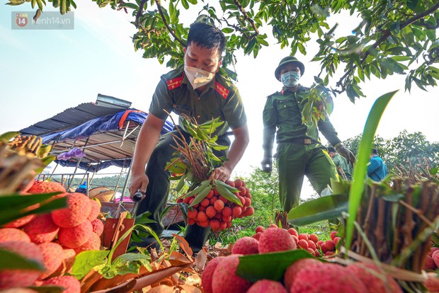 Ảnh: Công an huyện Lục Ngạn, Bắc Giang chung tay thu hoạch vải cùng bà con ngay từ đầu vụ - Ảnh 10.