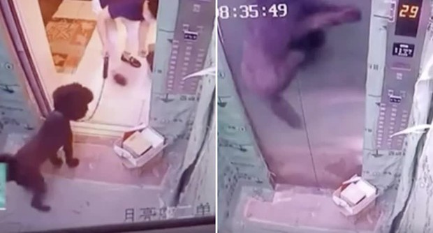 Video: Chủ dắt chó vào thang máy rồi bỏ quên nhưng vẫn cầm dây xích, chó cưng bị mắc kẹt treo cổ bên trong với cảnh tượng thót tim - Ảnh 2.