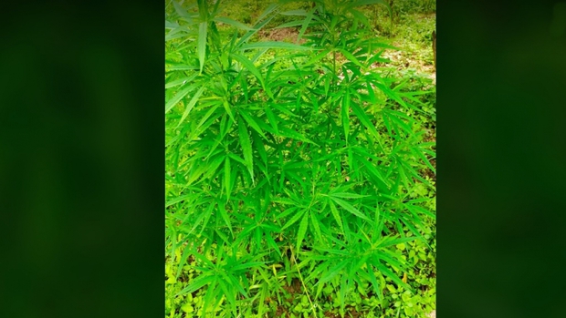 Người nước ngoài trồng cả vườn cần sa ở bãi giữa sông Hồng - Ảnh 1. Người nước ngoài trồng cả vườn cần sa ở bãi giữa sông Hồng - Ảnh 1.