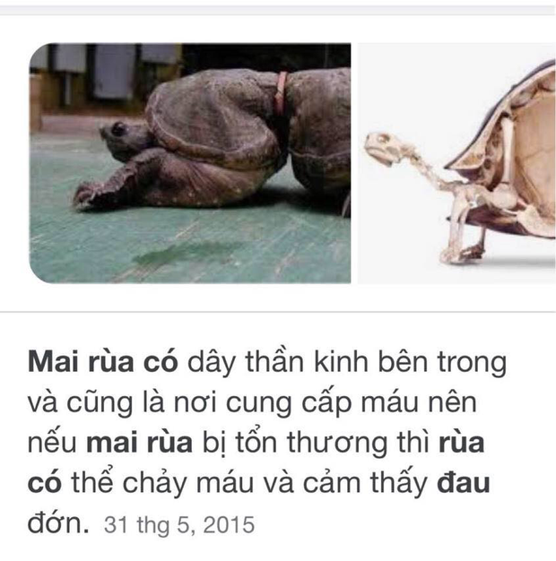 Mẹ ruột Thuỷ Tiên gây tranh cãi vì hành động khắc tên, gây đau đớn cho rùa, ai dè càng thanh minh lại càng gây tranh cãi - Ảnh 8. Mẹ ruột Thuỷ Tiên gây tranh cãi vì hành động khắc tên, gây đau đớn cho rùa, ai dè càng thanh minh lại càng gây tranh cãi - Ảnh 8.