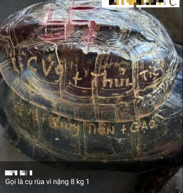 Tên Thuỷ Tiên và Công Vinh được khắc lên mai rùa phóng sinh, cư dân mạng chỉ trích vì hành động gây nguy hiểm tới loài vật này - Ảnh 3. Tên Thuỷ Tiên và Công Vinh được khắc lên mai rùa phóng sinh, cư dân mạng chỉ trích vì hành động gây nguy hiểm tới loài vật này - Ảnh 3.