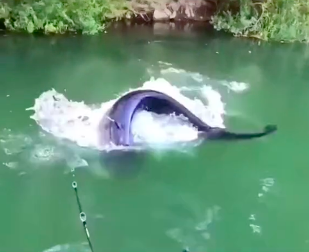 Đi câu ở dòng sông xanh ngắt, anh chàng kéo được con cá khiến dân mạng rợn người: Quả này Bà Tân Vlog cũng không dám xử lý! - Ảnh 4.