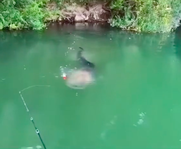 Đi câu ở dòng sông xanh ngắt, anh chàng kéo được con cá khiến dân mạng rợn người: Quả này Bà Tân Vlog cũng không dám xử lý! - Ảnh 2.