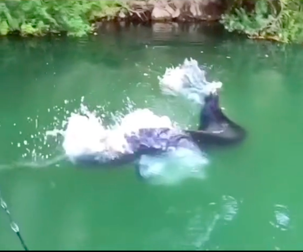 Đi câu ở dòng sông xanh ngắt, anh chàng kéo được con cá khiến dân mạng rợn người: Quả này Bà Tân Vlog cũng không dám xử lý! - Ảnh 3.