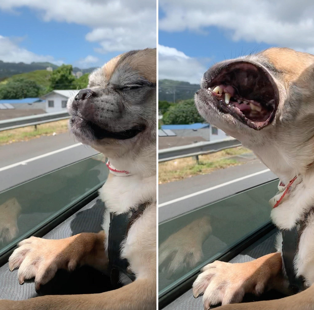 Loạt ảnh bóc mẽ chó mèo là thiên hạ đệ nhất vụng về nhưng lúc nào cũng diễn nét cool ngầu, thích chứng tỏ - Ảnh 5. Loạt ảnh bóc mẽ chó mèo là thiên hạ đệ nhất vụng về nhưng lúc nào cũng diễn nét cool ngầu, thích chứng tỏ - Ảnh 5.