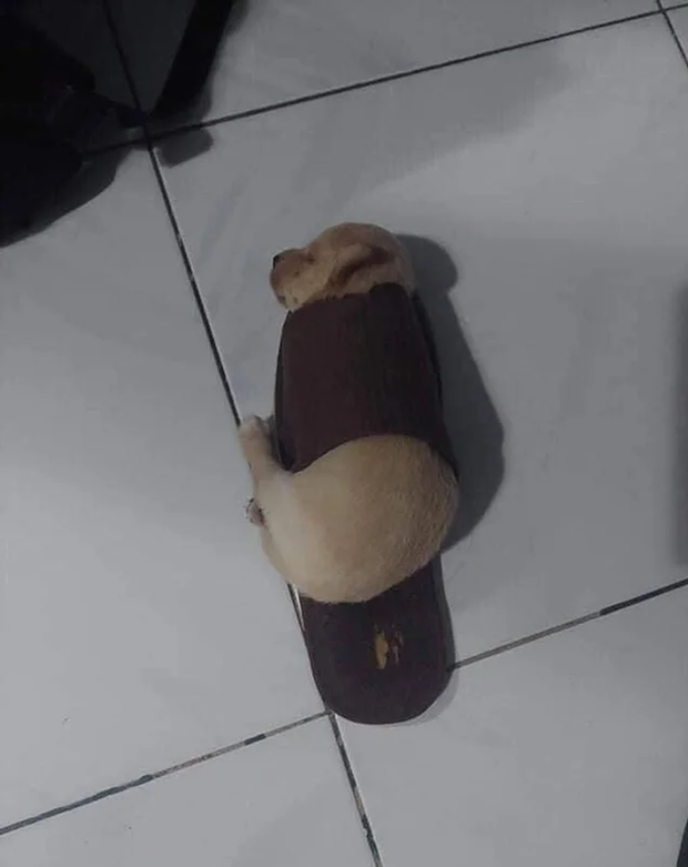 Loạt ảnh bóc mẽ chó mèo là thiên hạ đệ nhất vụng về nhưng lúc nào cũng diễn nét cool ngầu, thích chứng tỏ - Ảnh 10. Loạt ảnh bóc mẽ chó mèo là thiên hạ đệ nhất vụng về nhưng lúc nào cũng diễn nét cool ngầu, thích chứng tỏ - Ảnh 10.