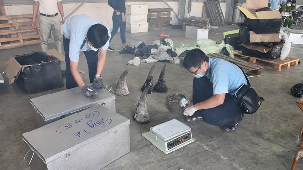 Đà Nẵng bắt container chứa hàng tấn sừng tê giác và xương động vật núp bóng gỗ Nam Phi - Ảnh 5. Đà Nẵng bắt container chứa hàng tấn sừng tê giác và xương động vật núp bóng gỗ Nam Phi - Ảnh 5.