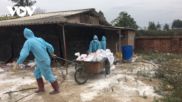 Lần đầu tiên phát hiện chủng cúm gia cầm A/H5N8 tại Việt Nam - Ảnh 1.
