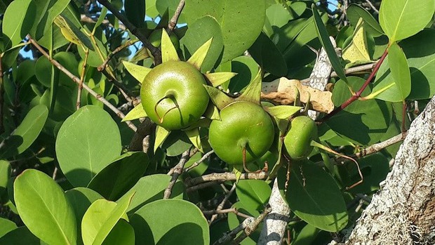 Miền Tây có loại quả nghe tên rất nghèo nhưng lại là nguyên liệu làm nên các món đặc sản, còn được đóng hộp bán đi nhiều nơi - Ảnh 1.