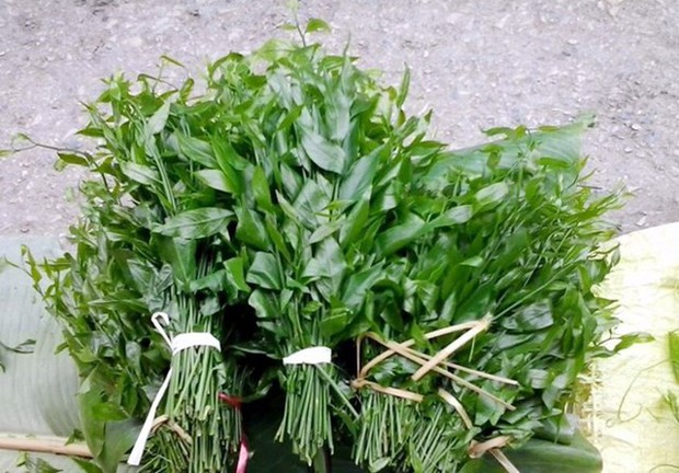 Hà Nội: Rau ngót 200.000 đồng/kg khiến ai cũng sửng sốt - Ảnh 1. Hà Nội: Rau ngót 200.000 đồng/kg khiến ai cũng sửng sốt - Ảnh 1.