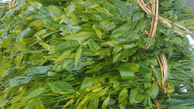Hà Nội: Rau ngót 200.000 đồng/kg khiến ai cũng sửng sốt - Ảnh 2. Hà Nội: Rau ngót 200.000 đồng/kg khiến ai cũng sửng sốt - Ảnh 2.