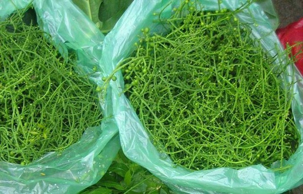 Hà Nội: Rau ngót 200.000 đồng/kg khiến ai cũng sửng sốt - Ảnh 12. Hà Nội: Rau ngót 200.000 đồng/kg khiến ai cũng sửng sốt - Ảnh 12.
