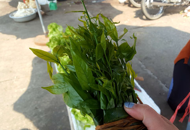 Hà Nội: Rau ngót 200.000 đồng/kg khiến ai cũng sửng sốt - Ảnh 3. Hà Nội: Rau ngót 200.000 đồng/kg khiến ai cũng sửng sốt - Ảnh 3.