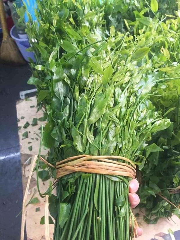 Hà Nội: Rau ngót 200.000 đồng/kg khiến ai cũng sửng sốt - Ảnh 4. Hà Nội: Rau ngót 200.000 đồng/kg khiến ai cũng sửng sốt - Ảnh 4.