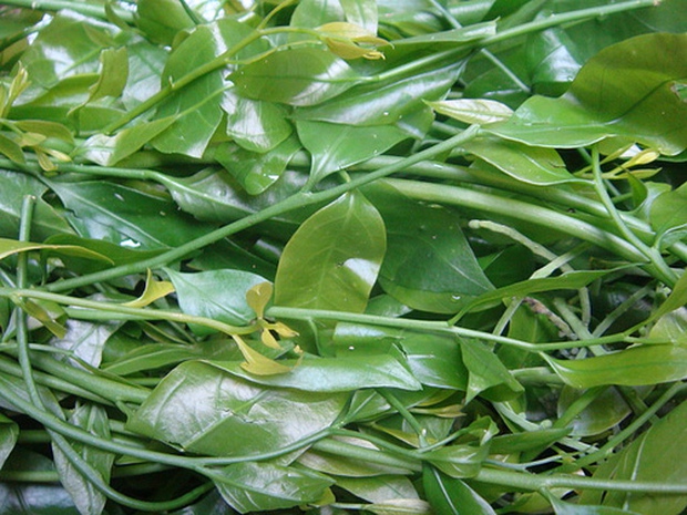 Hà Nội: Rau ngót 200.000 đồng/kg khiến ai cũng sửng sốt - Ảnh 5. Hà Nội: Rau ngót 200.000 đồng/kg khiến ai cũng sửng sốt - Ảnh 5.