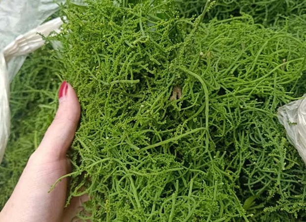 Hà Nội: Rau ngót 200.000 đồng/kg khiến ai cũng sửng sốt - Ảnh 10. Hà Nội: Rau ngót 200.000 đồng/kg khiến ai cũng sửng sốt - Ảnh 10.