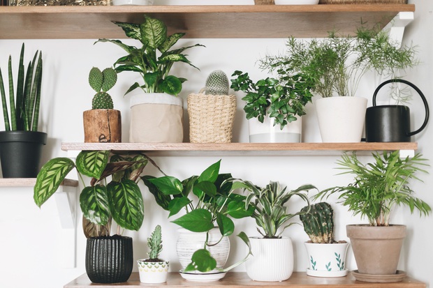 8 món decor cơ bản nhưng ảnh hưởng lớn đến phong thuỷ, muốn nhiều may mắn thì chớ coi thường - Ảnh 4.