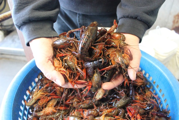 Ra đồng mang theo mỗi sợi dây và mồi, cô gái sống ở Nhật câu được 1 đặc sản mà tại Việt Nam gần như không thể tìm thấy - Ảnh 4.