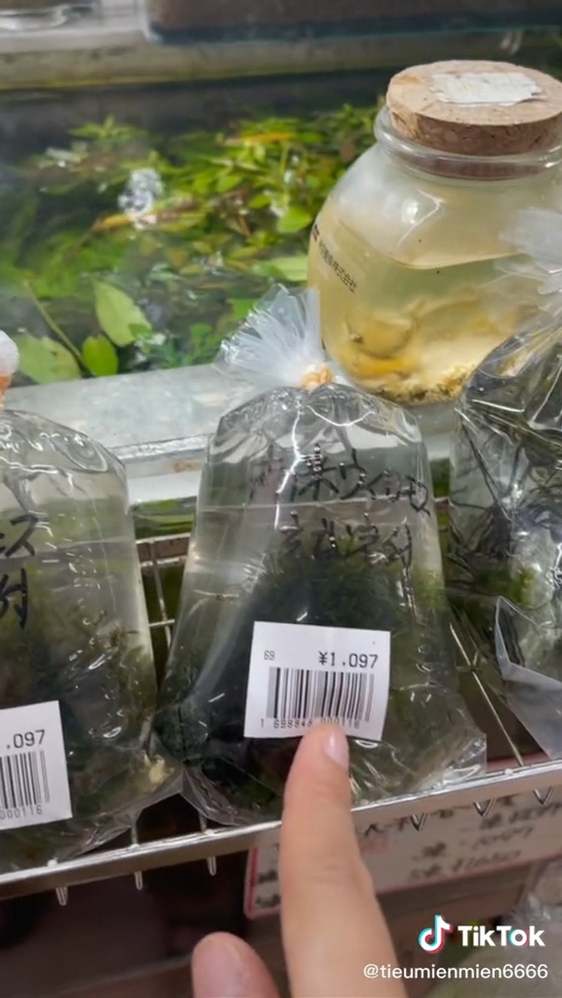 Những thứ ở Việt Nam chỉ cho gà ăn mà sang Nhật giá cực đắt khiến dân mạng xôn xao: Thế này thì nhà mình giàu to rồi! - Ảnh 3. Những thứ ở Việt Nam chỉ cho gà ăn mà sang Nhật giá cực đắt khiến dân mạng xôn xao: Thế này thì nhà mình giàu to rồi! - Ảnh 3.