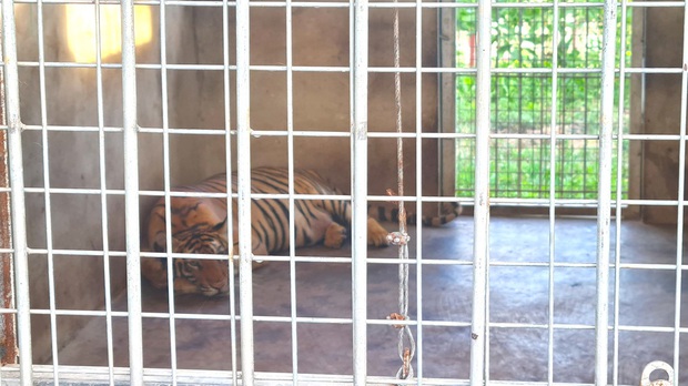  9 con hổ Đông Dương còn sống sau giải cứu ở Nghệ An: Ăn 6kg thịt mỗi ngày, thích nghi tốt và được ‘trị liệu’ giảm stress - Ảnh 3.